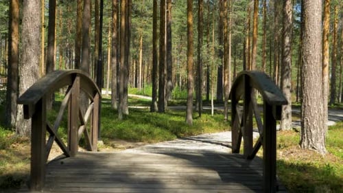 Peaceful walking path in the middle of beautiful pine forest