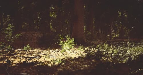 Sunlight Filtering Through Trees Illuminates Young Plant in Forest