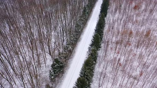 Nature in winter. Road with coniferous trees from both sides in the forest.