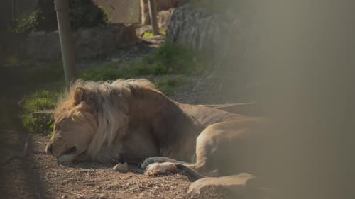 View Through the Fence at the Zoo of a Lion Sleeping in the Sun in Its Enclosure