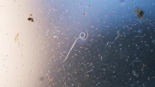 Nematode parasitic worm in microscope bright field