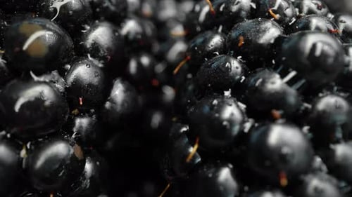 Pile of Fresh Black Currants in Extreme Close Up