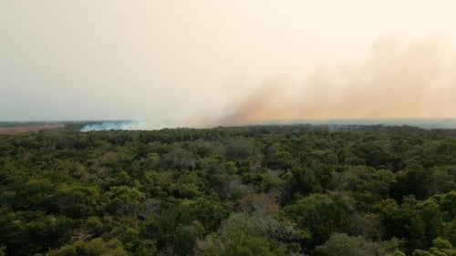 forest fire large burning of trees ecological disaster in sugarcane fields in Belize Central America