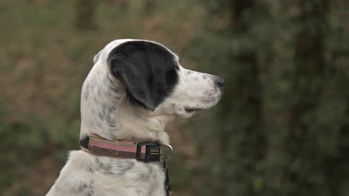 Ein Setter-Hund, der im Wald genießt, spazieren geht, spielt