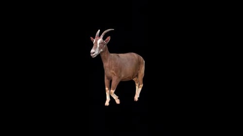 Goat Walk Idle 2