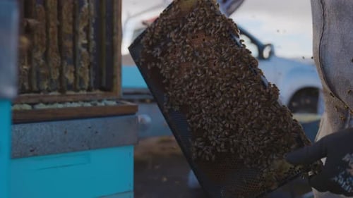 Beekeeper apiarist holding and inspecting honey comb beehive frame covered in bees