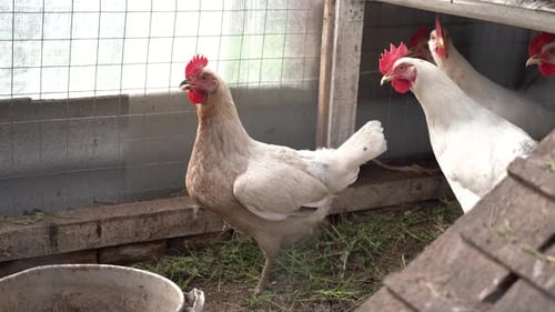 White Laying Hens in an Open Chicken Coop