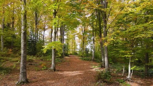 Autumn Forest Trees