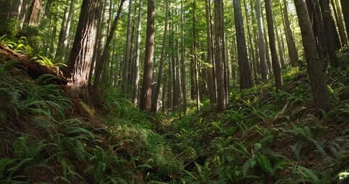 Tranquil Redwood Forest in California's Serene Daylight