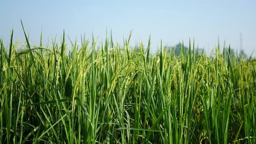 rice plants in the morning