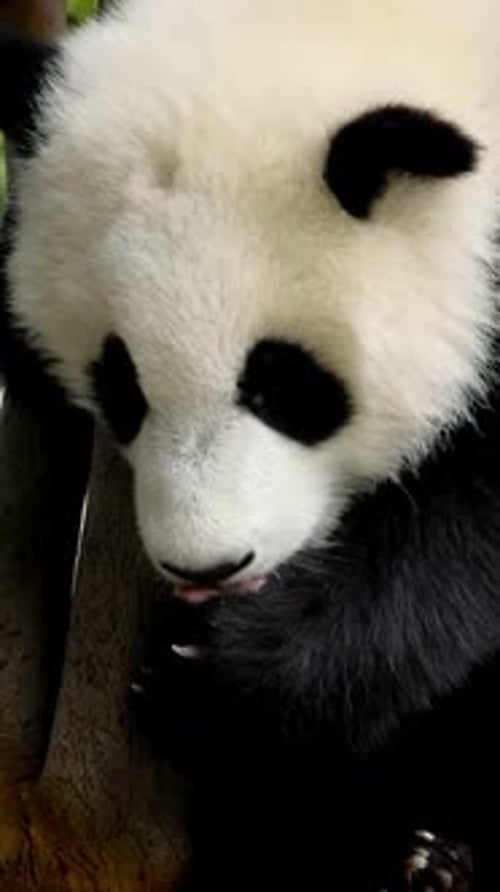 Petit panda géant sur un arbre