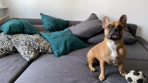 French Bulldog Sits Alertly on a Gray Couch