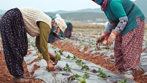 Farm Workers