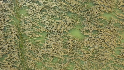 Seaweed on the Sea Surface