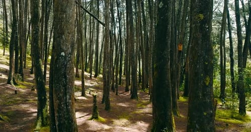 Stabilized shot between fine trees in a forest. Cinematic shot.
