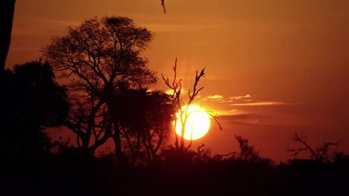 Beautiful Sunset with Trees Silhouetted in Nature