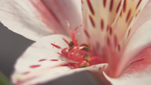 Alstroemeria rosa de cerca