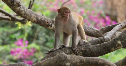 Alert Monkey Posing in Tree Branch