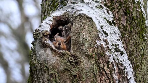 Cute Little Squirrel Pops in and Out of Its Den in a Cavity in a Maple Tree As It Wakes From a Nap
