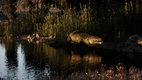 Crocodile se reposant près de l'eau au crépuscule dans un habitat naturel