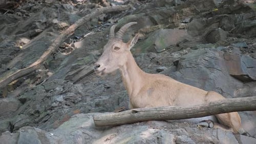 Bergziegen im Westkaukasus Zeitlupe