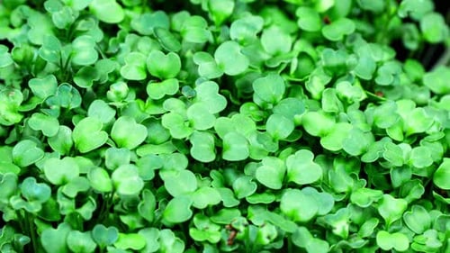 Mircogreens Arugula from Seeds to Salad Seedling in Time Lapse Growth. Green Grass