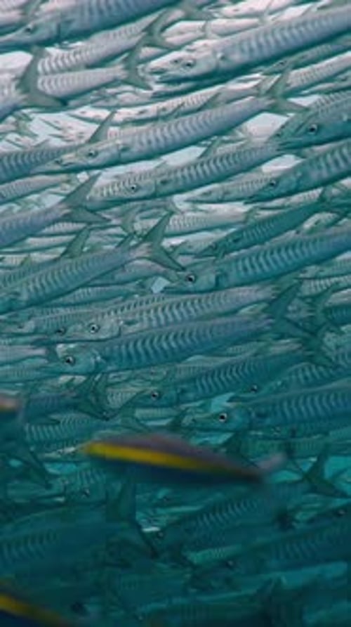 A Large Group of Barracudas Swimming Together