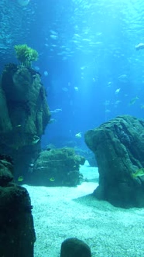 Large Aquarium Fish Tank Vertical Video 4k