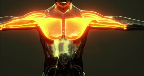 3D Animation of Glowing Human Muscle Anatomy
