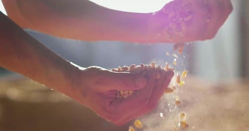 Slow motion close up shot of an young successful man farmer is controlling with his hands at the m