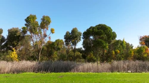 Tree line and Green landscape on a beautiful clear day