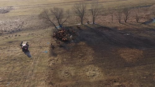 Flying Above Grazing Cows on a Farmland, Herd of Cows in Pasture Aerial View