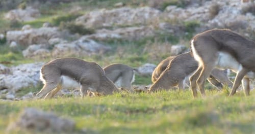Israeli Mountain gazelle Horn fight
