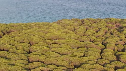 Dense forest nature tree near ocean sea coastline, aerial above rainforest