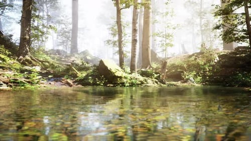 A Stream Running Through a Lush Green Forest