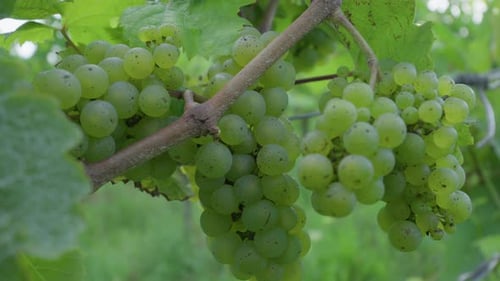 Maturation de raisins blancs sur la vigne dans un vignoble de la Moselle française