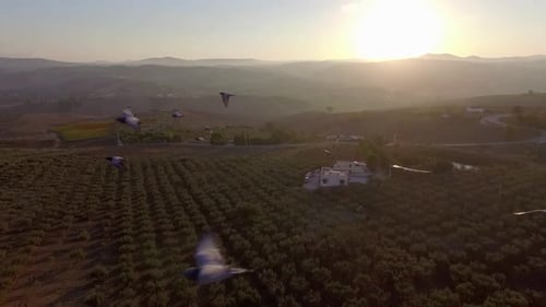 Aerial sunset view of rural Sicily, Italy, with olive groves, farmhouse and flock of birds