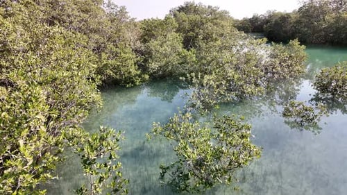 Mangroves Natural Habitat at Al Jubail Park in Abu Dhabi UAE