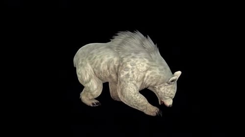 Wild White Bear Slow Walk