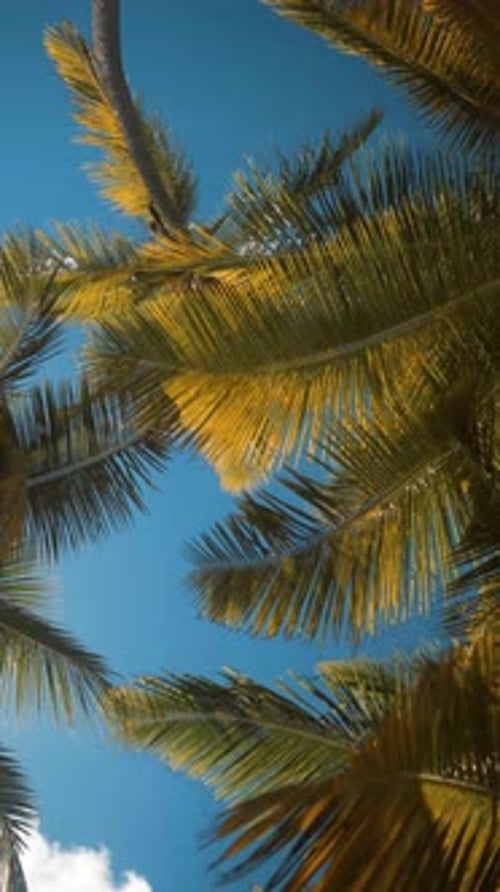 Vertical of Palm Trees at Tropical Coast