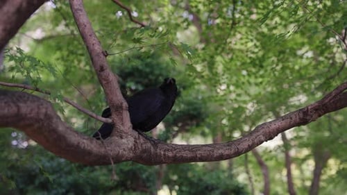 Black Crow Perched on Tree Branch