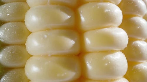 Corn cob rotates under the sun, Extreme close-up.