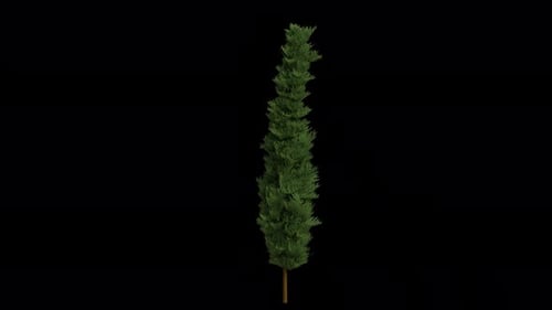 Port Orford cedar Tree blowing in the wind. Chamaecyparis lawsoniana. Alpha Channel. Loop Animation