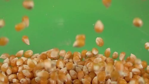 Corn Kernels Falling Against Green Screen