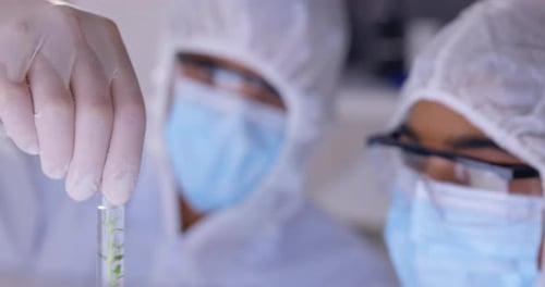 Scientist team in laboratory, test tube with plant science study for GMO research