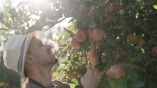 Gardener Looks at Abundant Harvest on Apple Tree Ripe Apple Falls