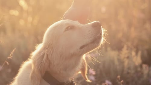 Cute Puppy Being Petted in Golden Field