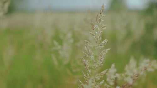 Closeup of Fluffy Spikelets of Dry Grass in Field Dolly Shot Beautiful Summer Landscape Defocused