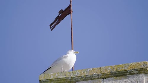 A seagull on top of a building, bird, rock, stone, sea, ocean