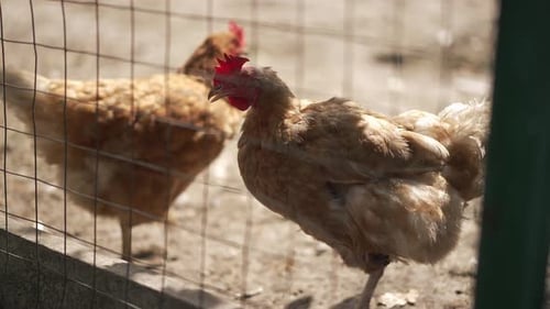 Chickens Bustle in a Vibrant Farmyard Showcasing Rich Diversity in Agriculture and Animals